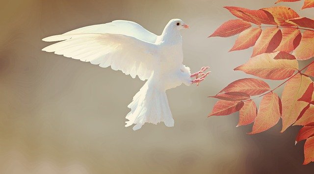 Dove Bird