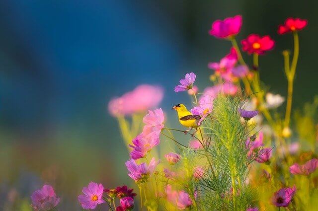 flowers