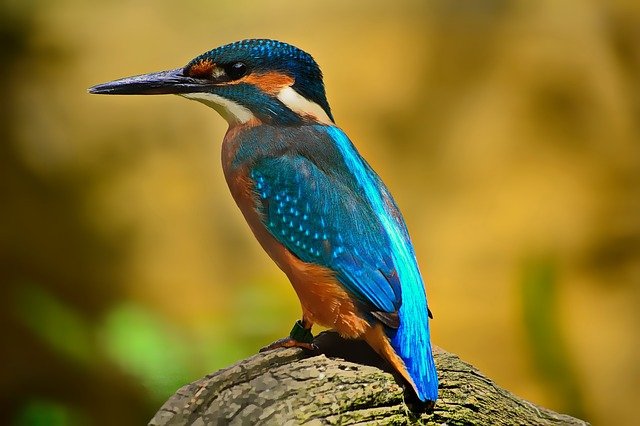 bird image for cv2 cvtColor