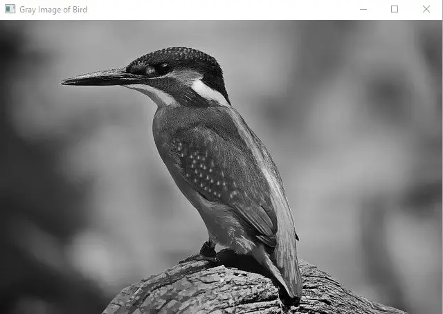 gray image of a bird